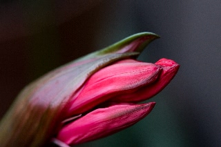 「ダイヤモンドリリー(ネリネ)」のサムネイル画像