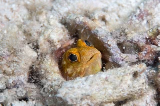 「カエルアマダイ(ジョーフィッシュ)」のサムネイル画像