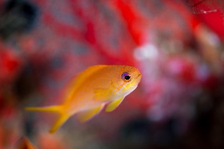 「キンギョハナダイ(Indian)(Indian Lyre-tail Basslet)」のサムネイル画像