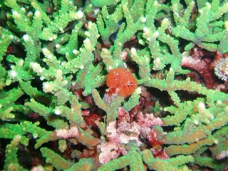 「イソギンチャク」のサムネイル画像