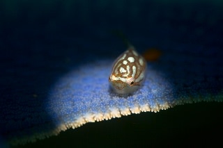 「ホテイウオ(ゴッコ)」のサムネイル画像