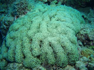 「ナガレハナサンゴ」のサムネイル画像