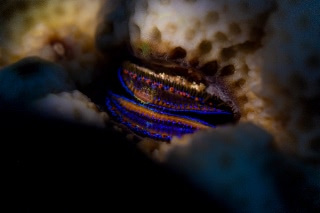 「ウミギクモドキ」のサムネイル画像