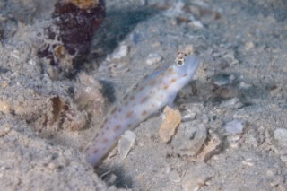 「無題」のサムネイル画像