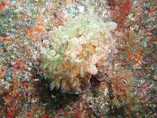 「ミヤコウミウシ」のサムネイル画像