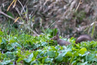 「エゾリス」のサムネイル画像