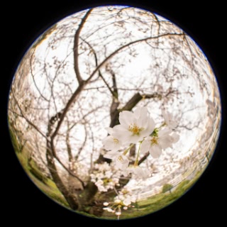 「ソメイヨシノ(染井吉野)」のサムネイル画像