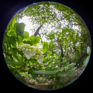 「ガクアジサイ(額紫陽花)」のサムネイル画像