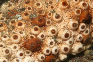 「トラフナマコ」のサムネイル画像