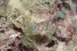 「無題」のサムネイル画像