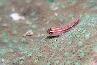 「タテジマヘビギンポ(Tropical striped triplefin)」のサムネイル画像