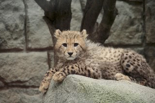 「ライオン」のサムネイル画像