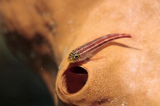 「タテジマヘビギンポ(Tropical striped triplefin)」のサムネイル画像