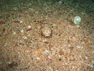 「オニオコゼ」のサムネイル画像