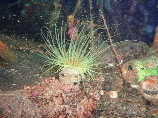 「ハナギンチャク」のサムネイル画像