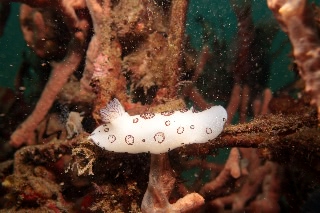 「ブチウミウシ」のサムネイル画像