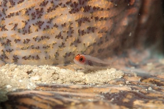 「オレンジヘッドピグミーゴビー(orange-head pygmy-goby)」のサムネイル画像