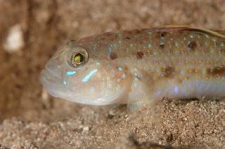 「ケショウハゼ」のサムネイル画像