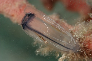 「ウミショウブハゼ属の一種」のサムネイル画像