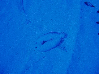 「カレイの仲間」のサムネイル画像