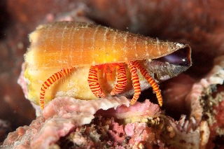 「ベニワモンヤドカリ」のサムネイル画像