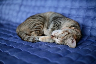 「ネコ」のサムネイル画像