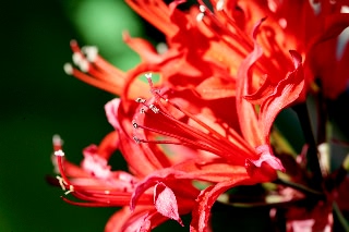 「ダイヤモンドリリー(ネリネ)」のサムネイル画像