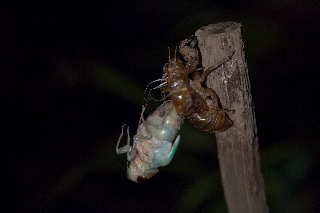 「アブラゼミ」のサムネイル画像