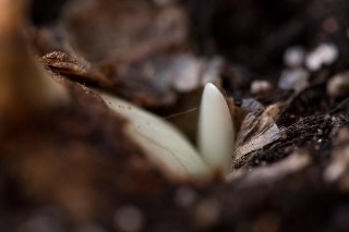 「オーレア(ショウキズイセン)」のサムネイル画像