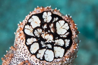 「クロエリナマコ(Graffiti sea cucumber,クロテナマコ,オハグロナマコ)」のサムネイル画像
