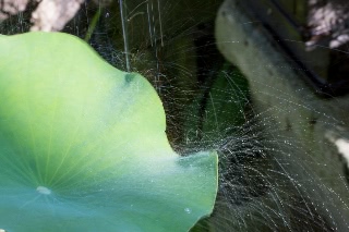 「祝福」のサムネイル画像