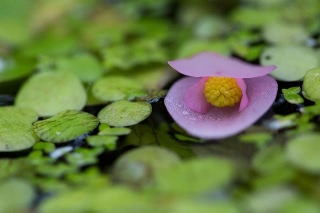 「シュウカイドウ」のサムネイル画像