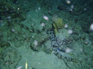 「オオイカリナマコ(Synaptid sea cucumbers)」のサムネイル画像