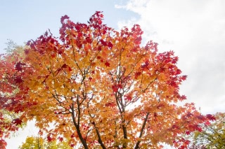 「無題」のサムネイル画像