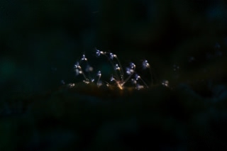 「ウミヒドラの仲間」のサムネイル画像