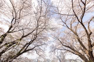 「ソメイヨシノ(染井吉野)」のサムネイル画像