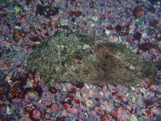 「タツナミガイ」のサムネイル画像