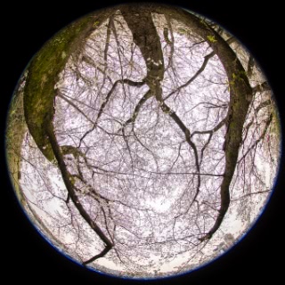 「ソメイヨシノ(染井吉野)」のサムネイル画像