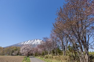 「オオヤマザクラ(エゾヤマザクラ,ベニヤマザクラ)」のサムネイル画像