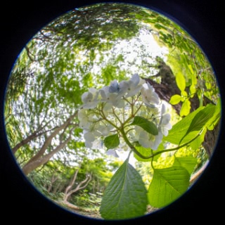 「アジサイ」のサムネイル画像