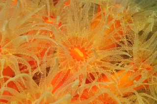 「エントウキサンゴ」のサムネイル画像