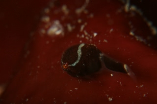 「ダンゴウオ(Lumpfish)」のサムネイル画像