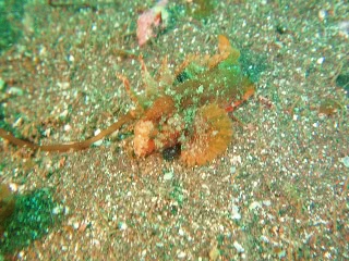 「ハオコゼ」のサムネイル画像