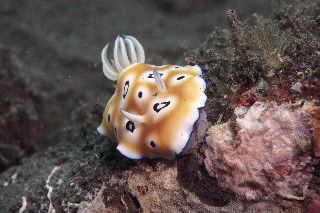 「ヒョウモンウミウシ」のサムネイル画像