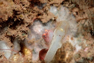 「無題」のサムネイル画像