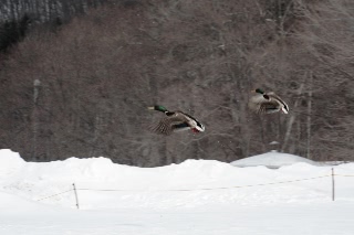「飛び立つアオクビ」のサムネイル画像