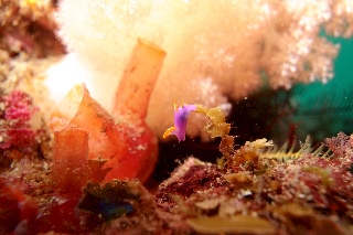 「ムラサキウミコチョウ」のサムネイル画像