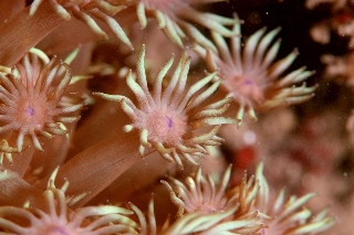 「サンゴの仲間」のサムネイル画像