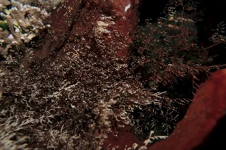 「テヅルモヅル」のサムネイル画像