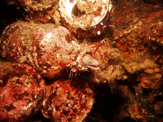 「ウツボ」のサムネイル画像